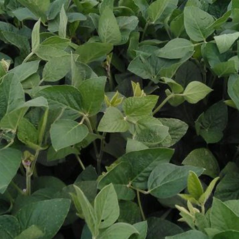 SUNCOK.SY. NEOMA CL 150 MK (1)