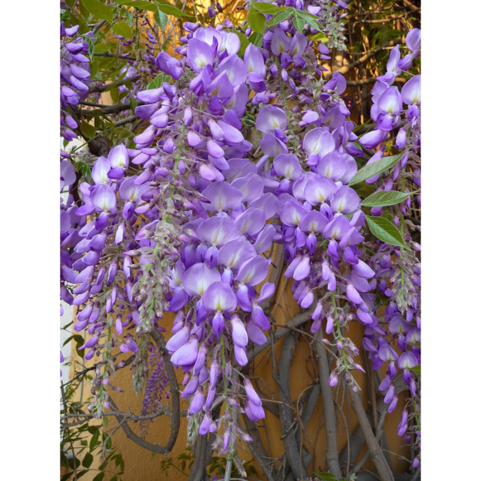 wisteria sinensis