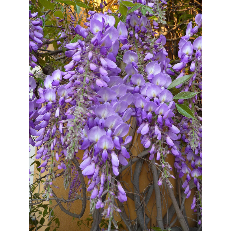 wisteria sinensis