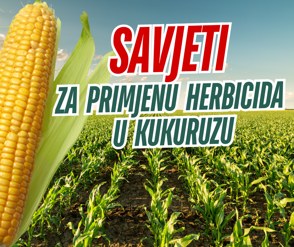 🌱 Savjeti za učinkovitu i sigurnu primjenu herbicida u kukuruzu