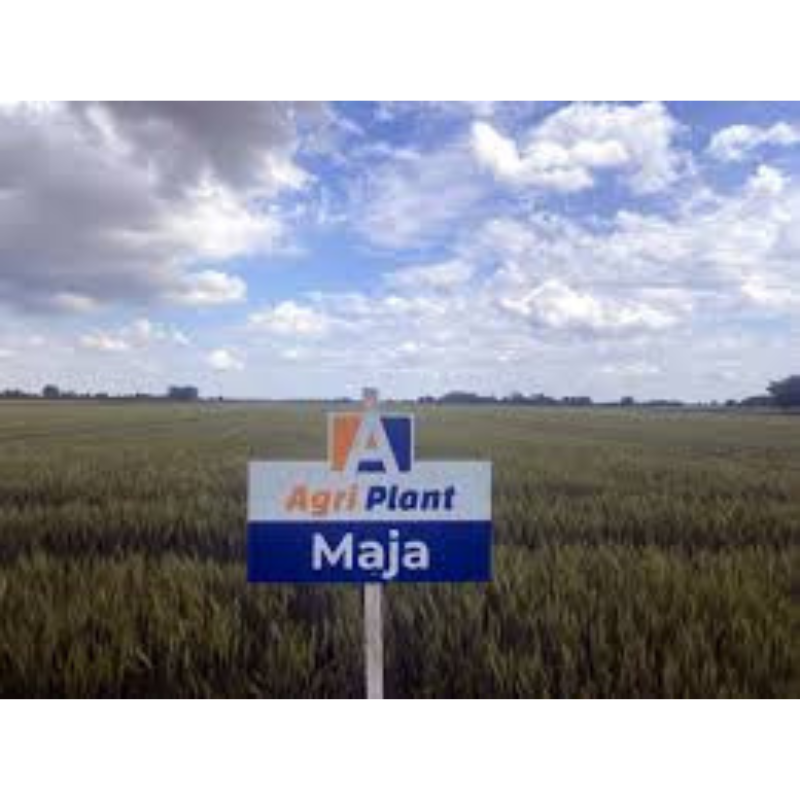 pšenica sjemenska agriplant maja