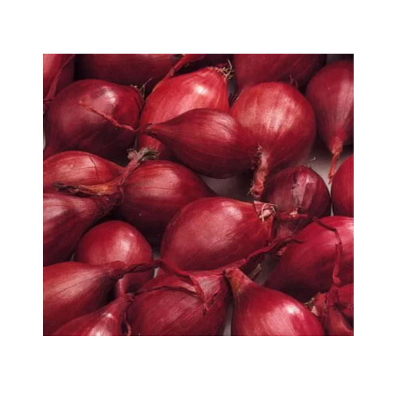 Untitled design 2026 01 28T162619.154