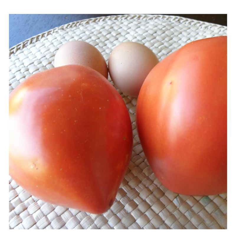 presadnice povrća (1)