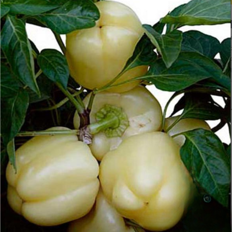 presadnice povrća (5)