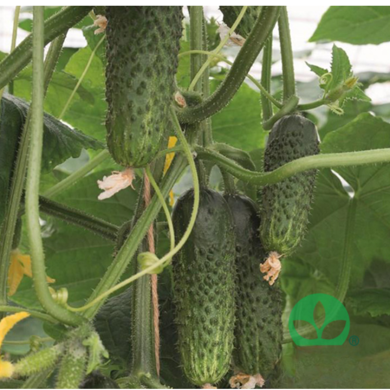 presadnice povrća (7)