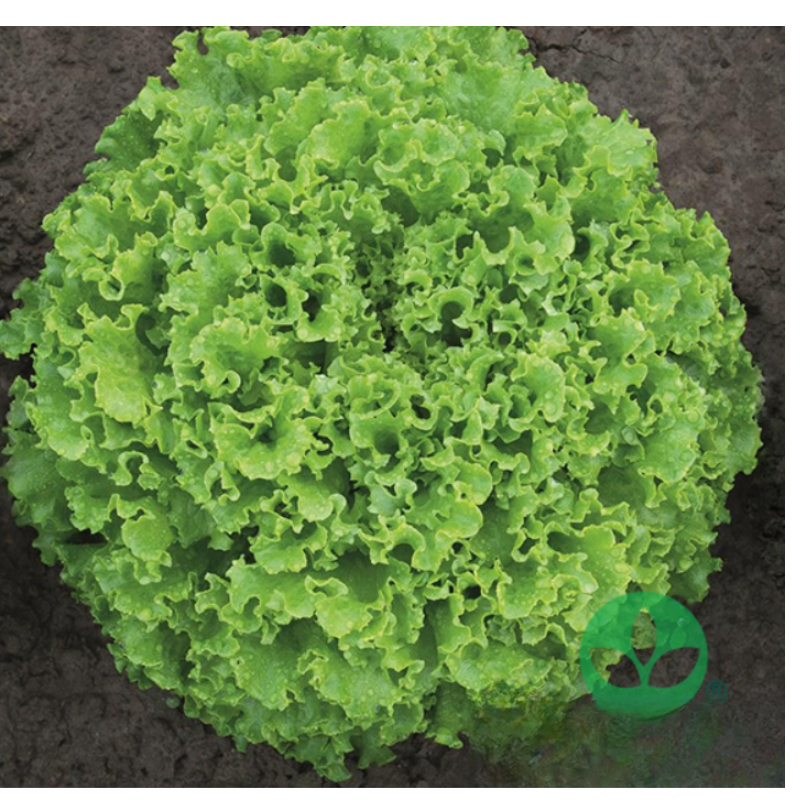 presadnice povrća (9)