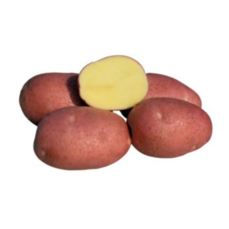 sjemenski krumpir bellarosa